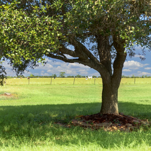 Rooted in Nature Waller TX
