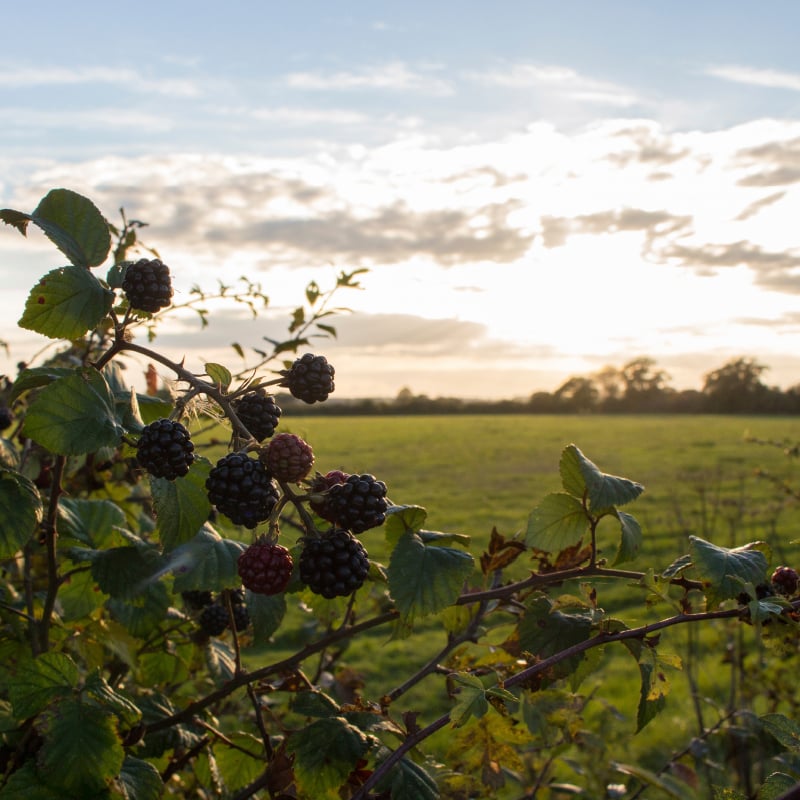 berries-492119482-800x800